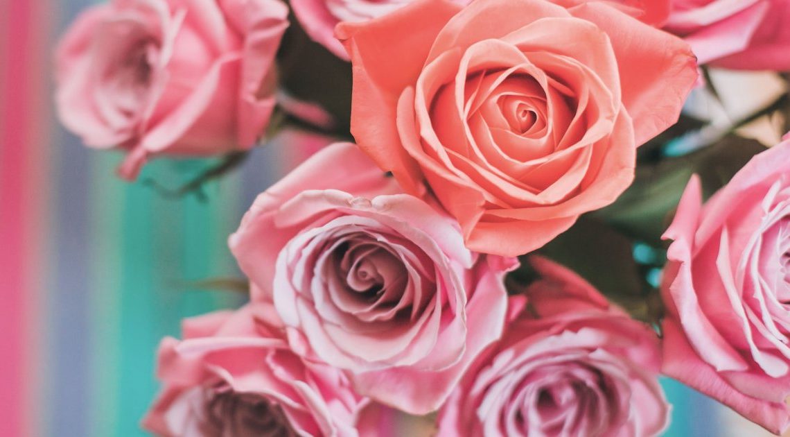 Les roses et leur signification : attention à ne pas se tromper !
