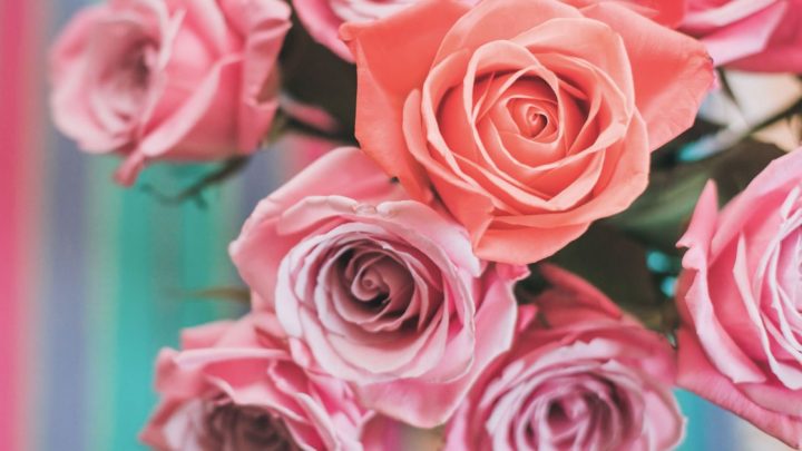 Les roses et leur signification : attention à ne pas se tromper !