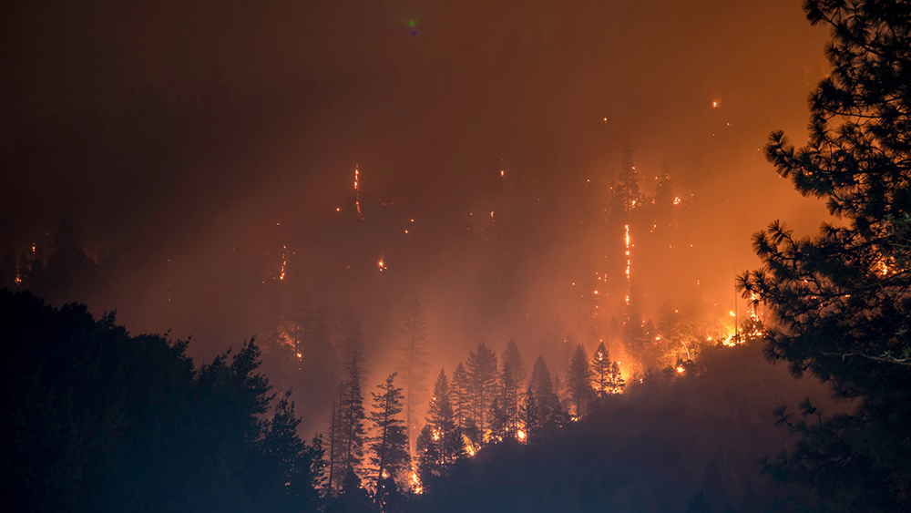 Feu de foret
