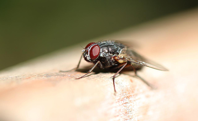La mouche domestique pique-t-elle ? Nos Astuces pour les tenir éloignées