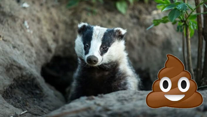Crottes de blaireau : reconnaître l’animal et s’en débarrasser