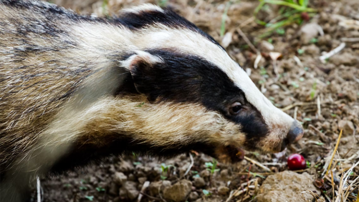 Que mange un blaireau ? Son alimentation de A à Z