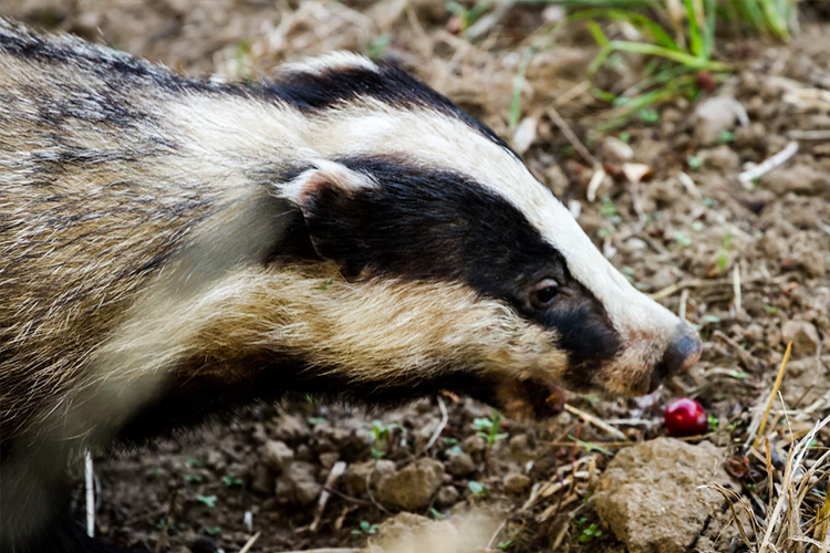 Que mange un blaireau ? Son alimentation de A à Z
